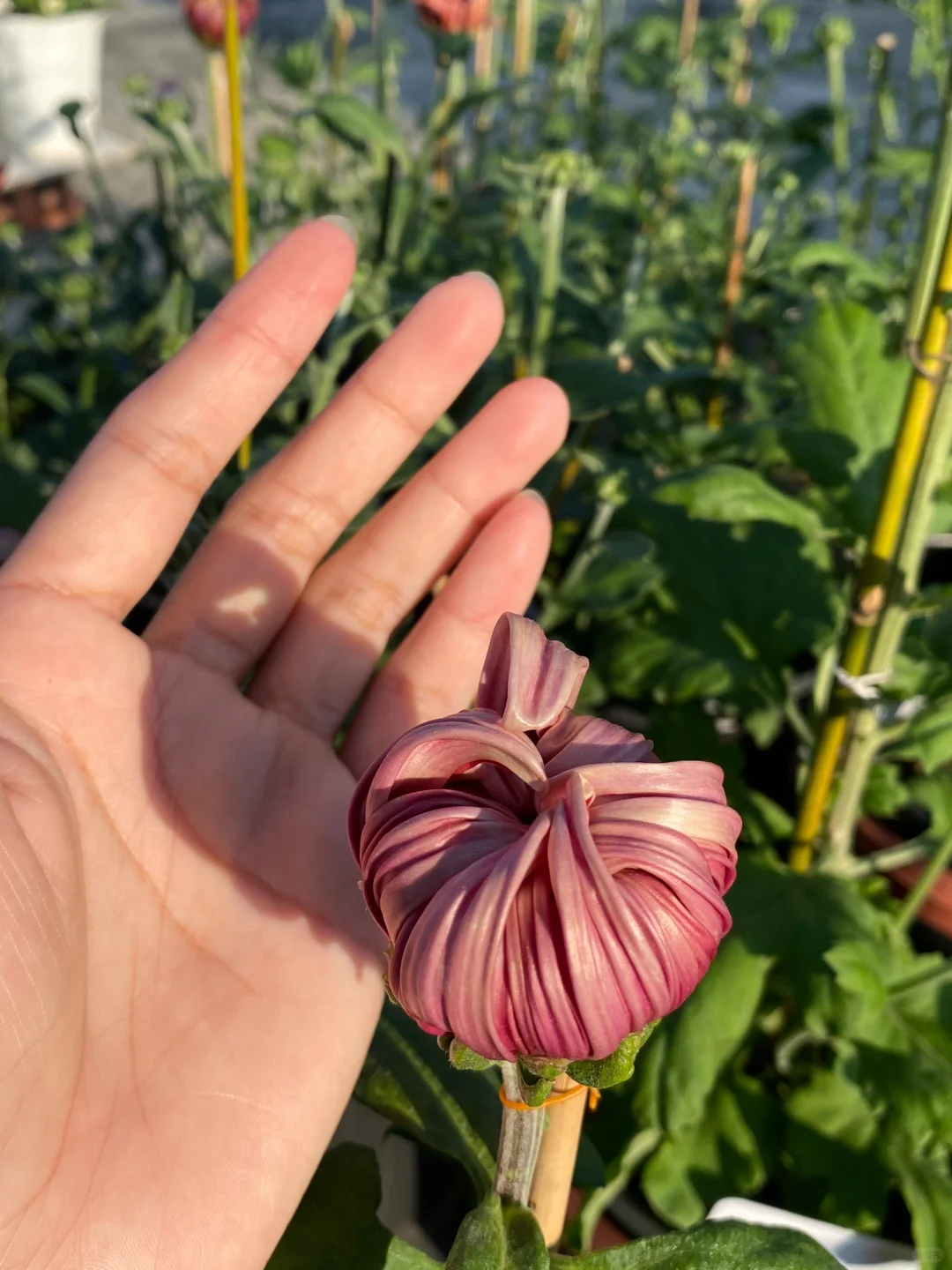 《等》 就是等 ！我在等！ 继续等！盼降温