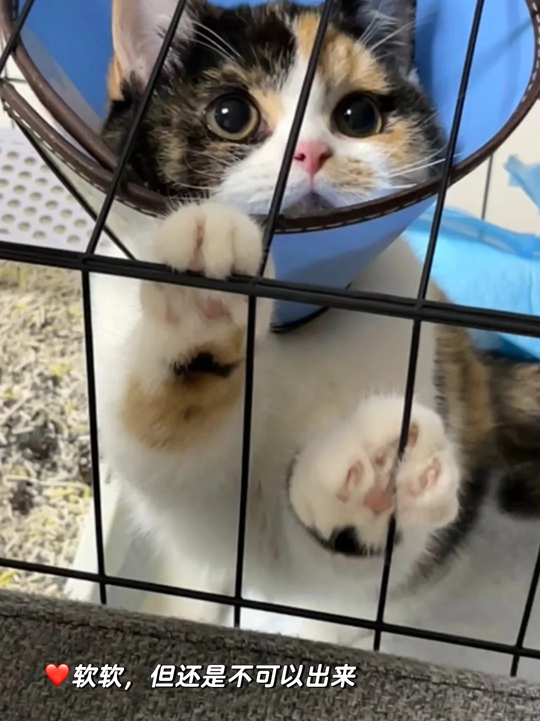 猫的坐牢回忆录