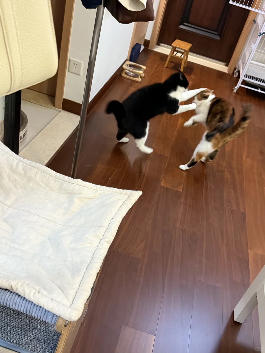 谁能理解？刚铲完猫砂，A猫马上拉了一坨