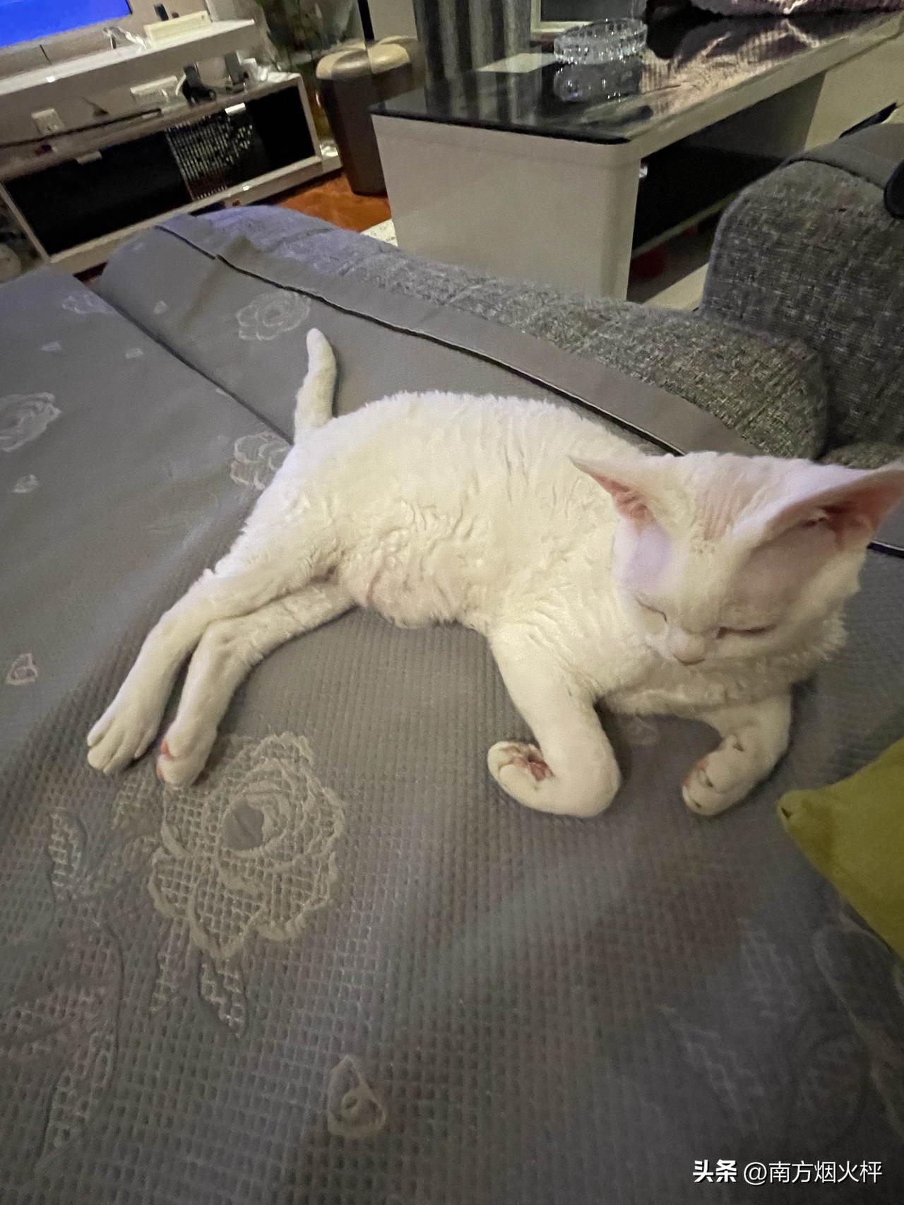 我家猫咪困麻了的样子也挺可爱哈，要睡着了，头还没有来得及躺下去。[偷笑]