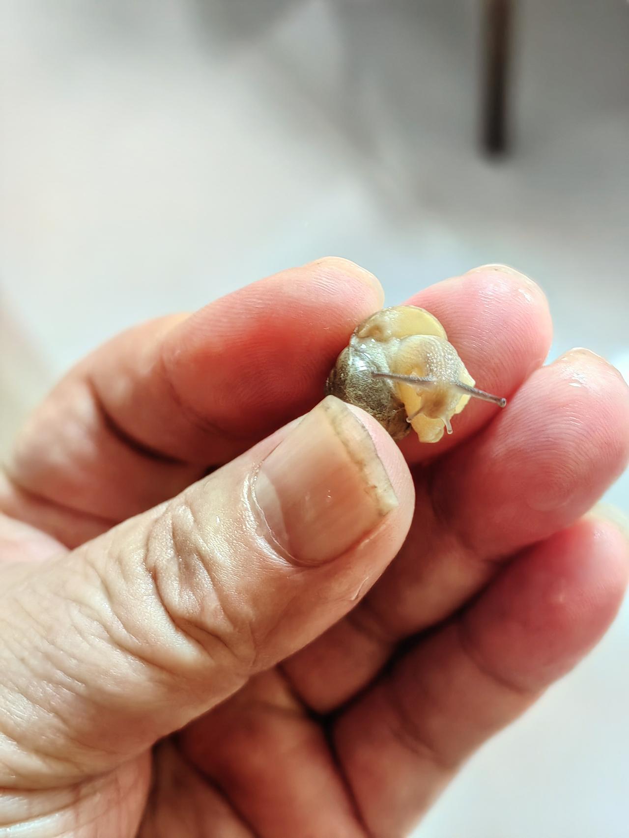 母亲发现我带回来的马齿苋（酱板头草）上有只戆牯，也就是小蜗牛。我仔细一看，还真是