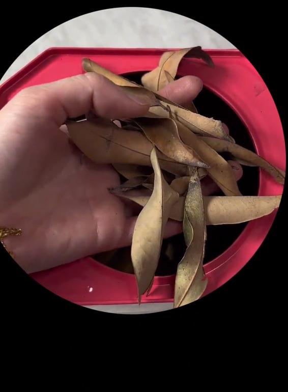 网友：朋友送的茶叶，说挺贵的，请教一下这是什么茶[微笑]