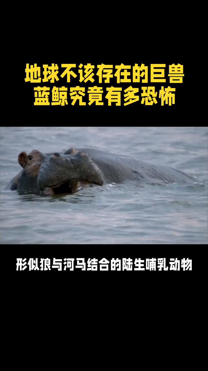 地球不该存在的巨兽，蓝鲸究竟有多恐怖？
在地球生命演化史上，蓝鲸是独一无二的存在