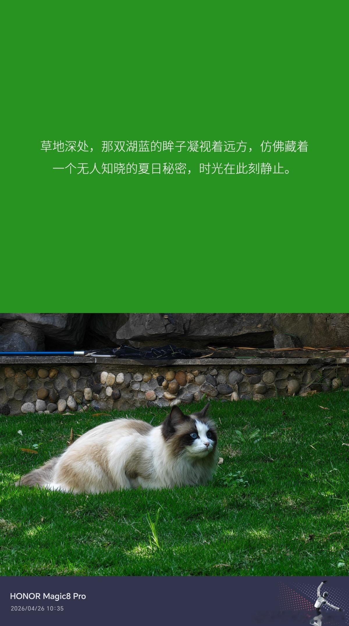 荣耀robot phone萝卜手机荣耀aimage 这个心情卡片功能如何 想要吗