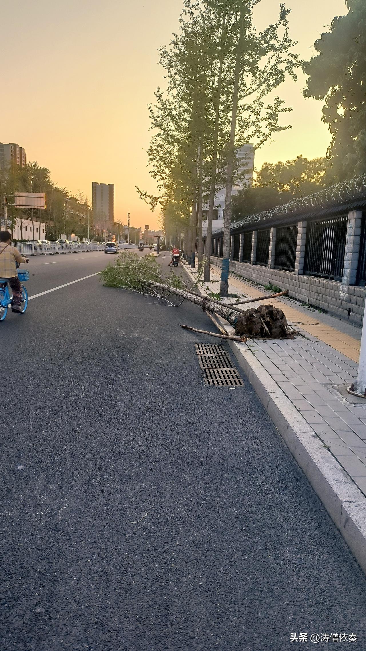 保定盛兴路与瑞祥大街交叉口附近，有一棵树倒在路上。

是昨晚刮风下雨吹倒的吗？还