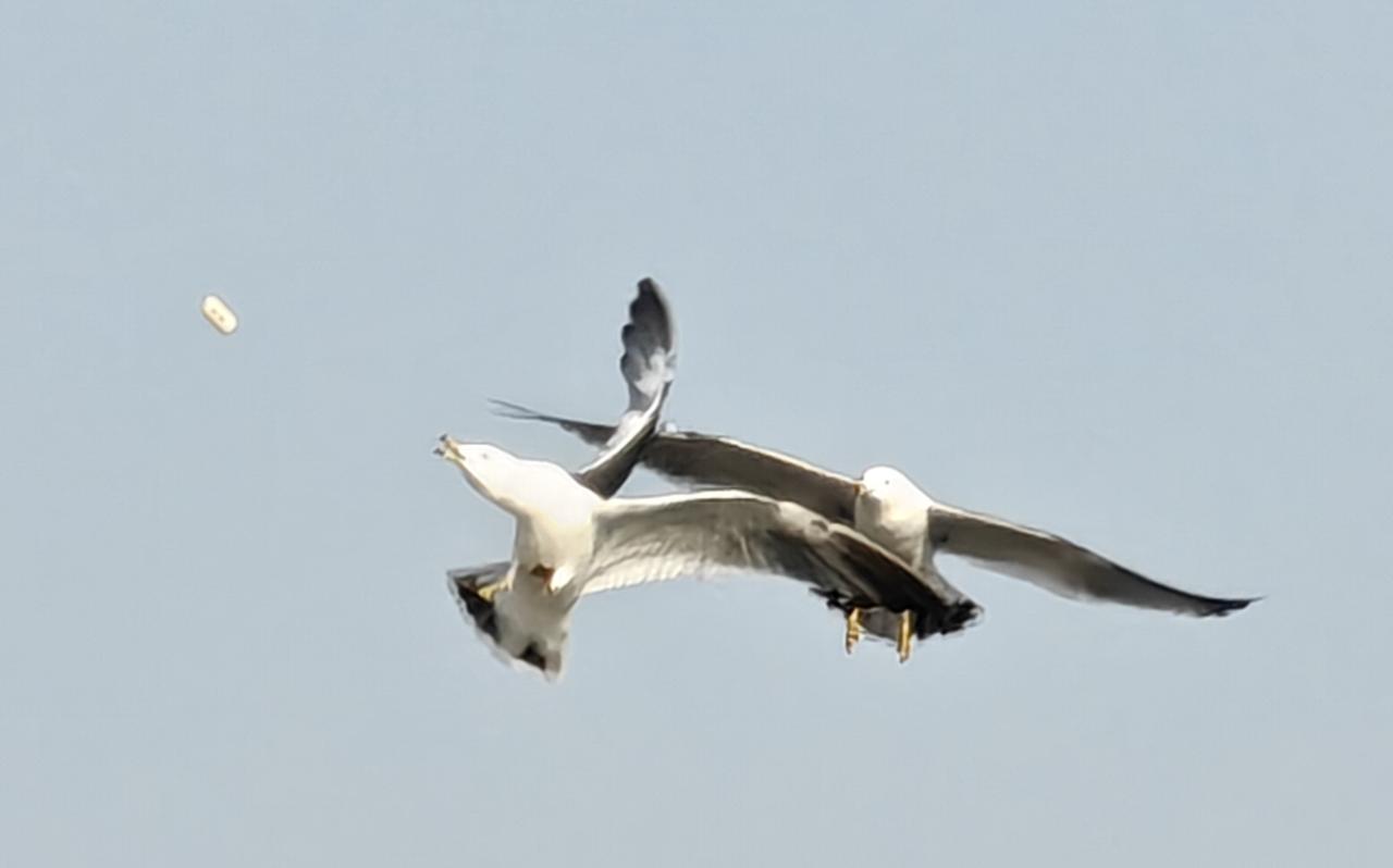 最近听了一部关于张作霖的书，突然对张学良有了理解和敬佩。说实话，以前也认为抗战时