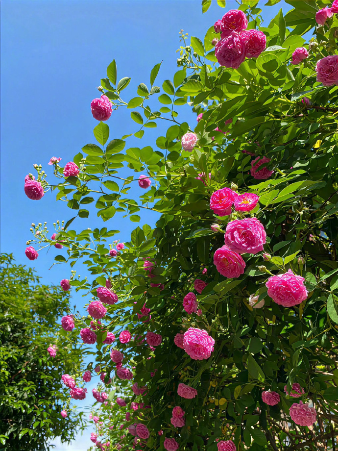 🌺  ◡̈ ʜᴀᴘᴘʏ̆̈普普通通  平平淡淡 干干净净  开开心心 ​​​