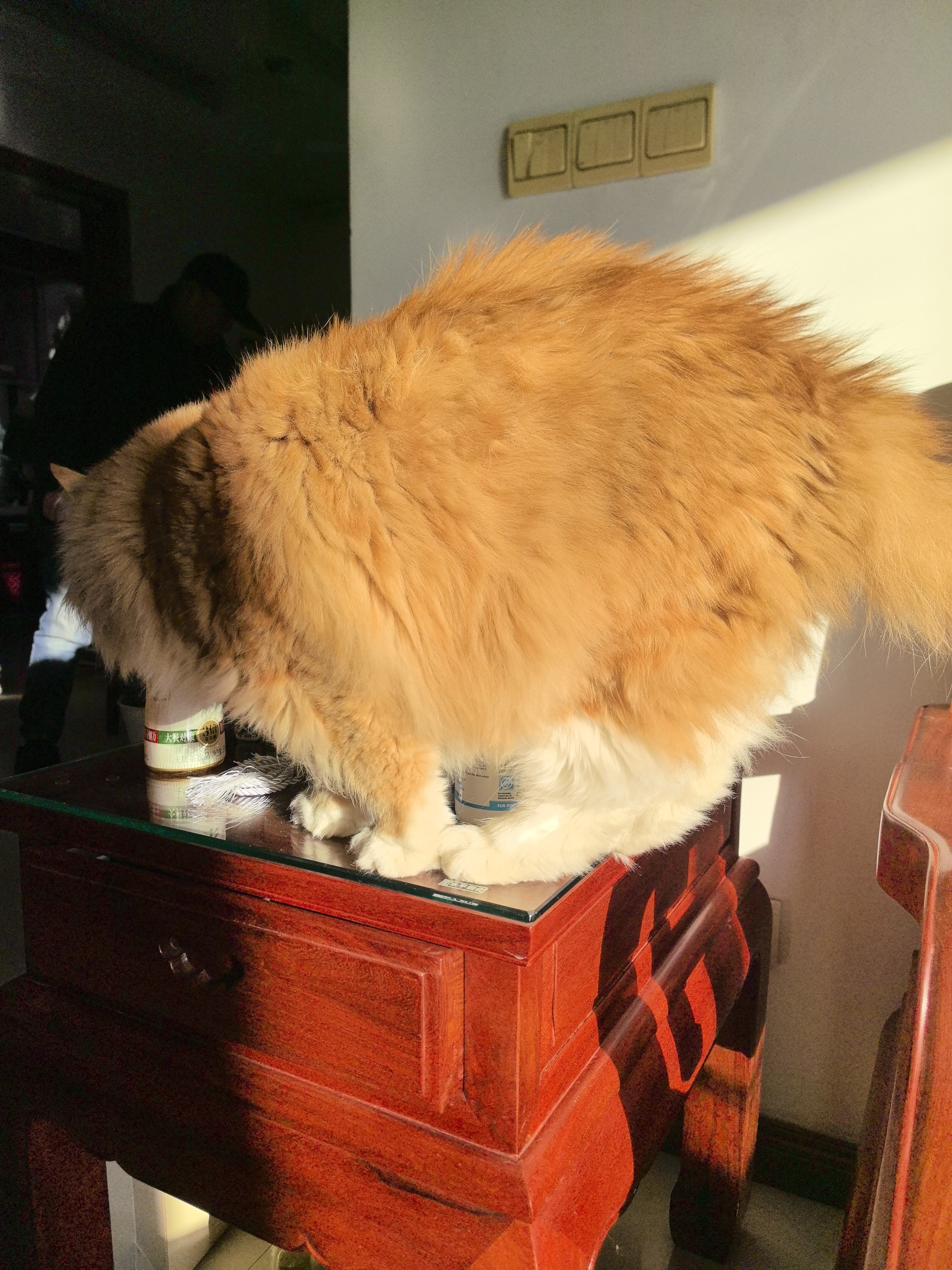 大卡车不许停沙发上