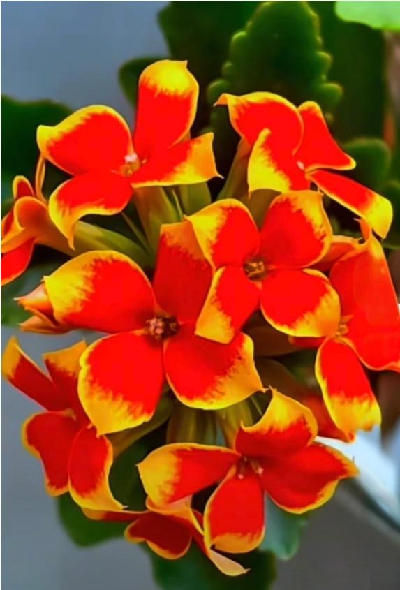 春有约，花不误，岁岁如此，永不相负，愿我们都能如期赴约。尽情的欣赏春花盛开吧！