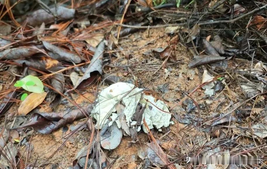 特意在建水找了一家可以做饭的民宿，请了一个向导带我们上山找菌，还帮我们找到了珍贵