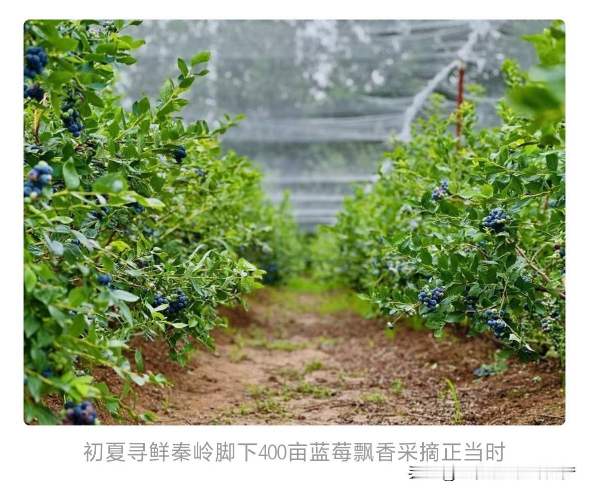 秦岭脚下400亩蓝莓飘香 采摘正当时。5月31日，记者获悉，西安市长安区400余