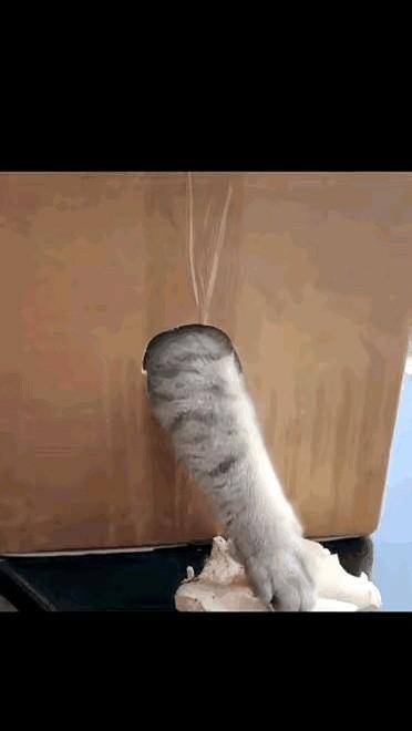 我盯着手背上三条半指长的旧疤，另一只手死死按住一个纸箱子。
成了，就今天了。
箱