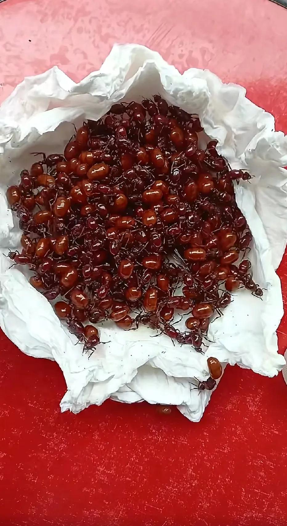 有人吃过这种蚂蚁？看起来很好吃的样子……