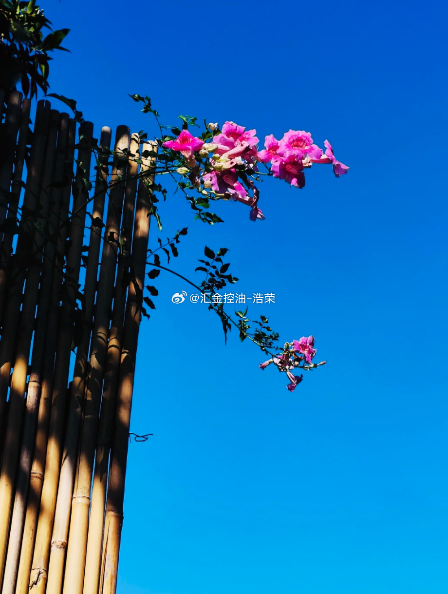 周五 早安！每一个清晨都是新的开始，把握今天，让梦想更近一步。早安