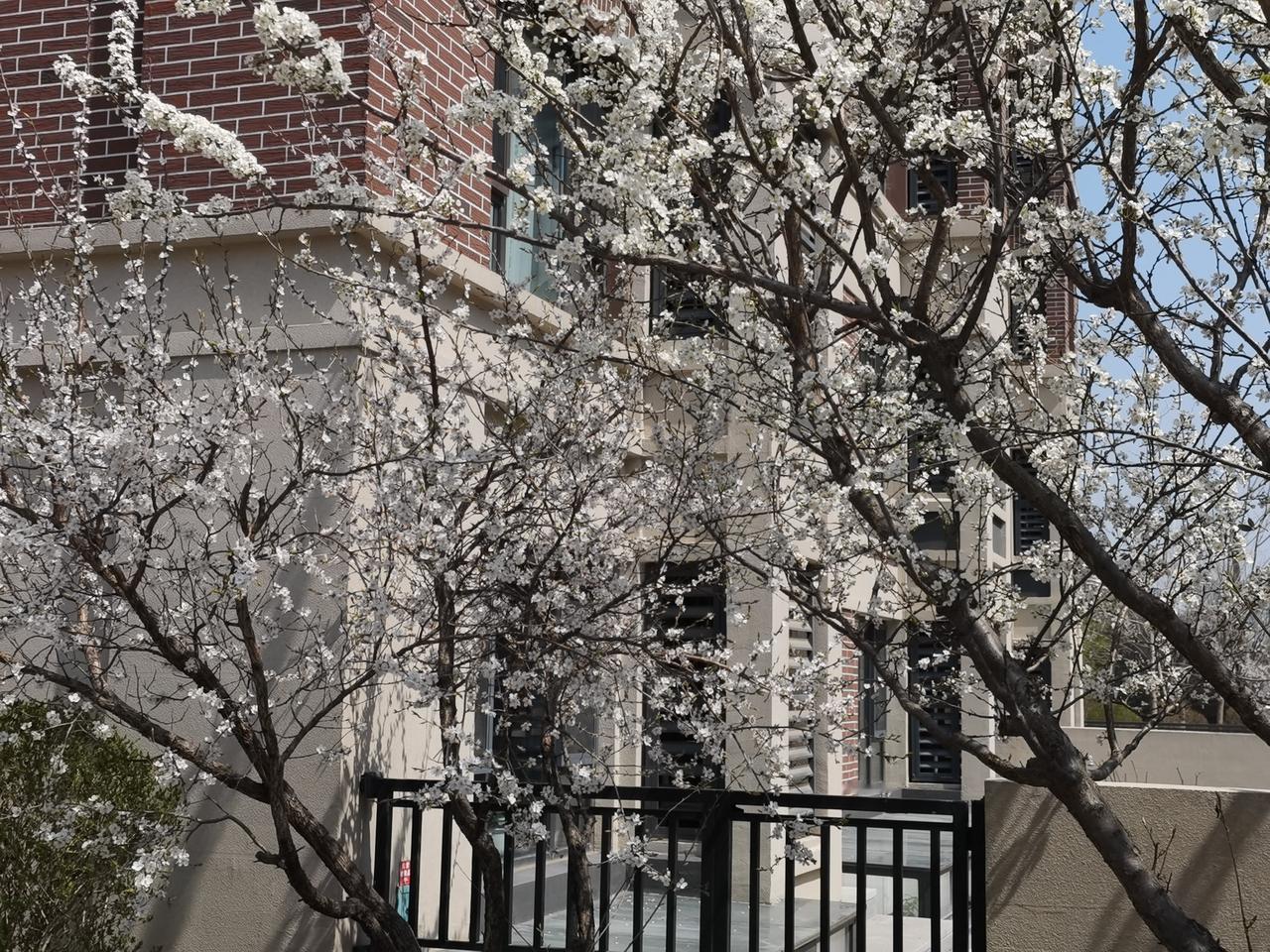 墙外花开正艳
满树是浅粉的杏花、洁白的李花。几丛深粉色的榆叶重瓣梅花也开始绽放。