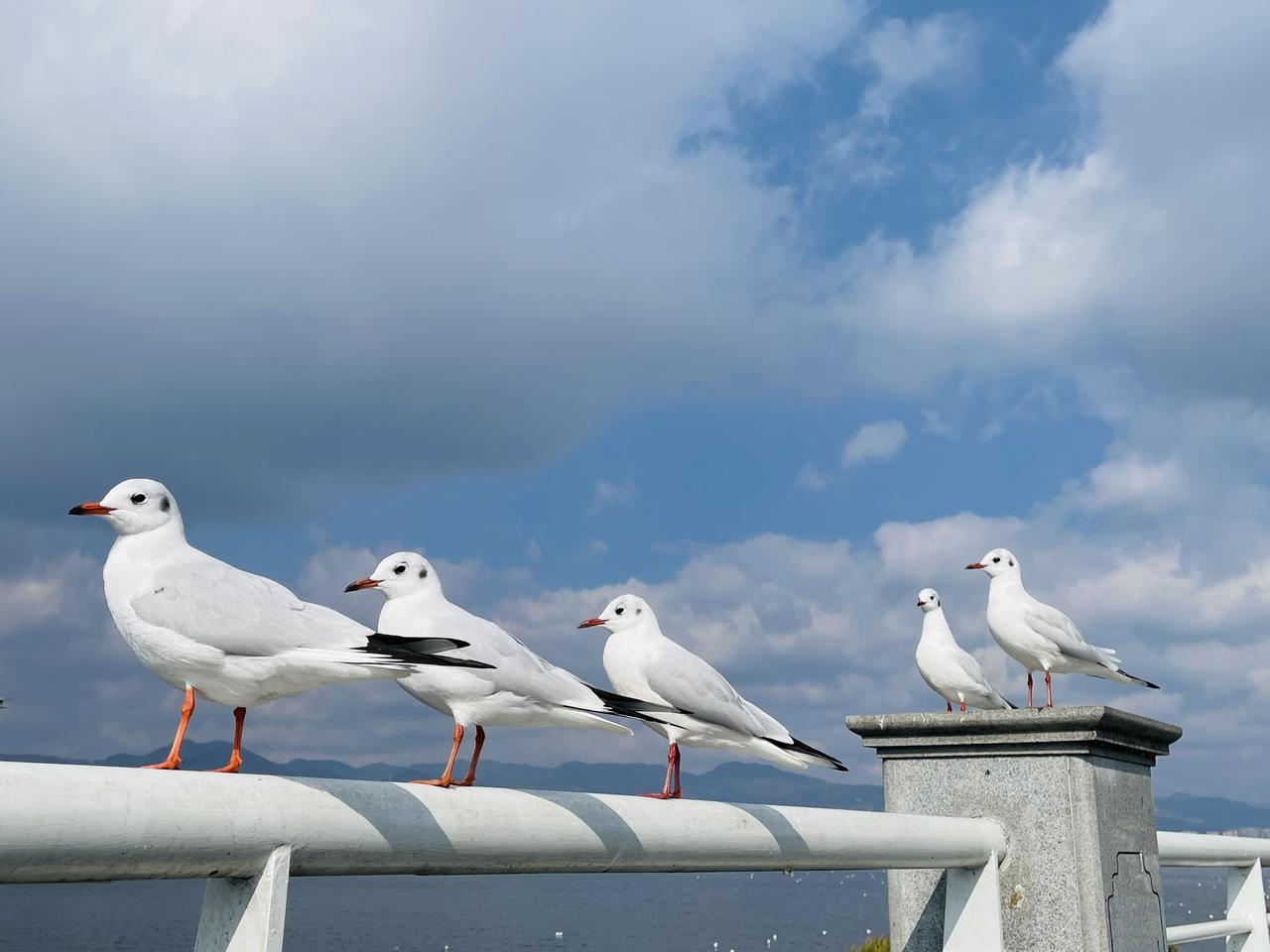 分享你镜头下的昆明来昆明最有趣的是去海埂大坝逛逛，特别是清晨，带上一包鸥粮，你手