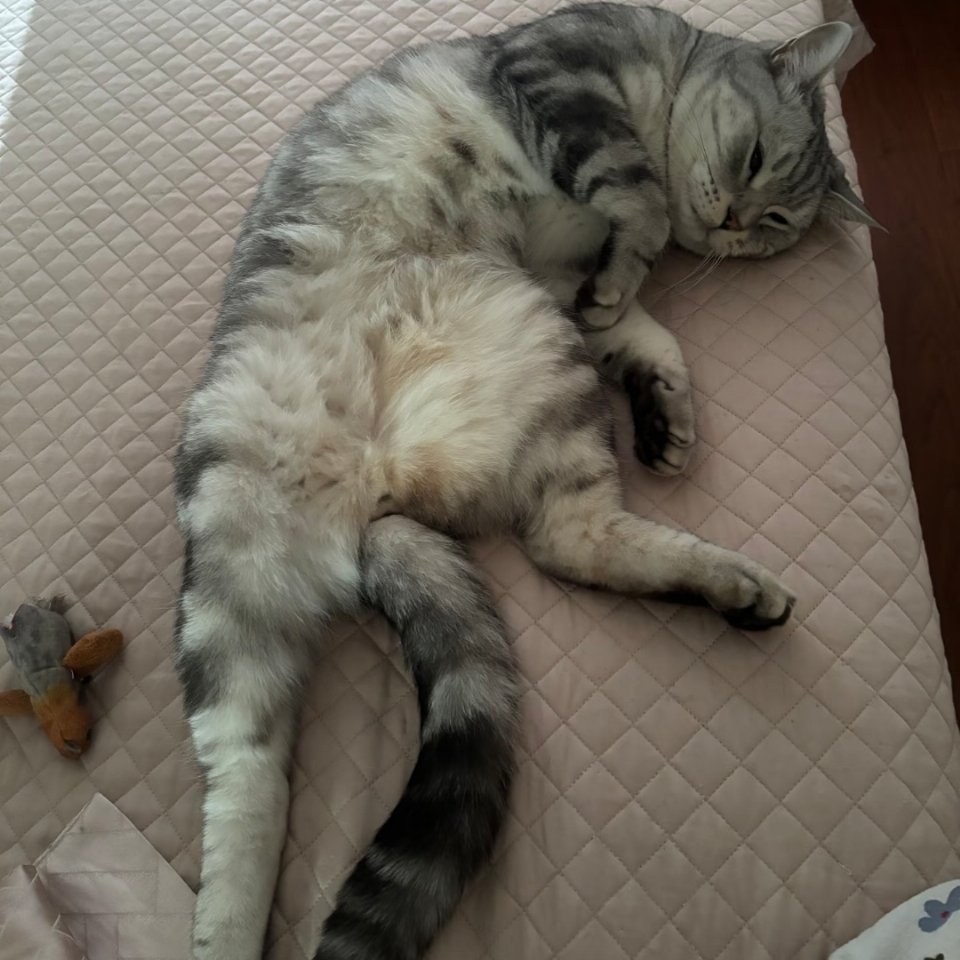 萌宠 早上出门时的它，我要给它找个班上，太气人了 