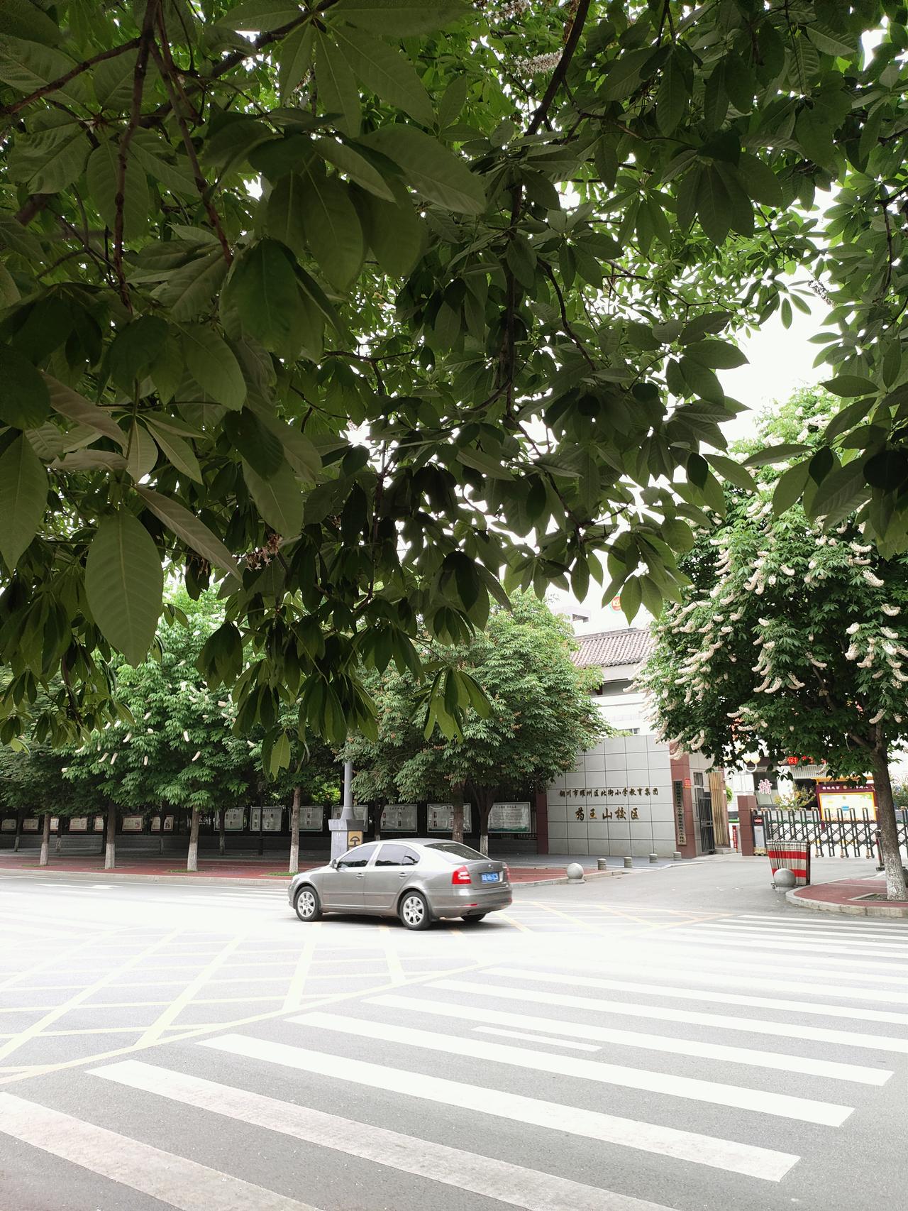 记录我的2026夏风穿过梧桐叶，落在路口的斑马线前。看一辆辆车子驶过，对面是熟悉