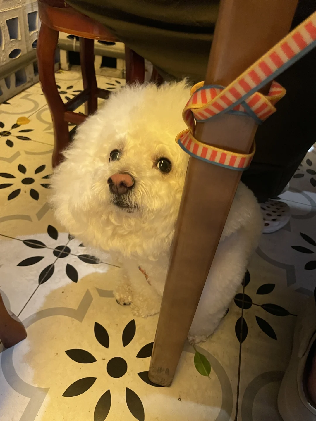 偷感很重的小狗：吃啥呢👀我康康
