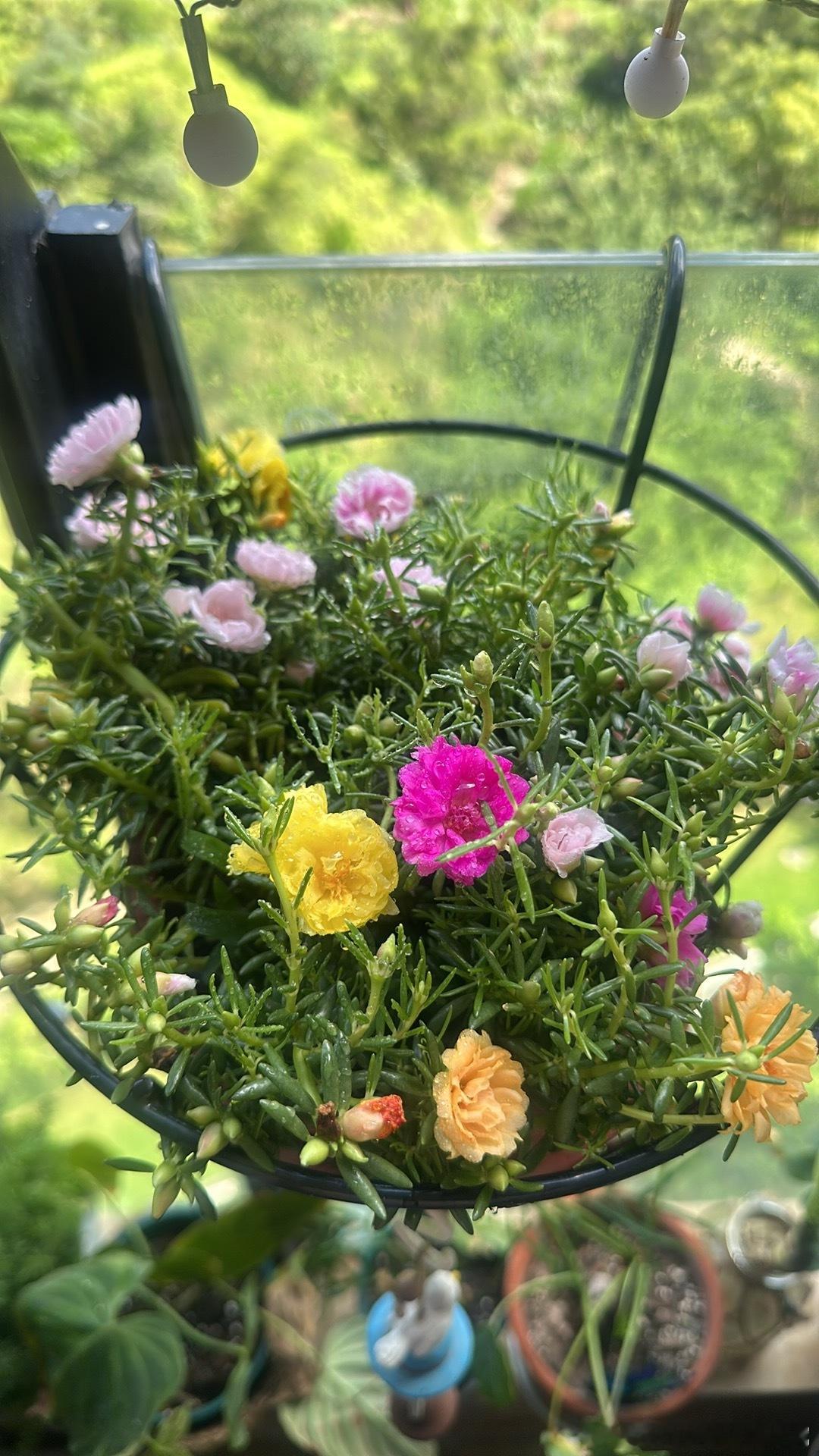 昨晚大雨太阳花竟然开了～有趣～生活手记是小花姐姐的专属