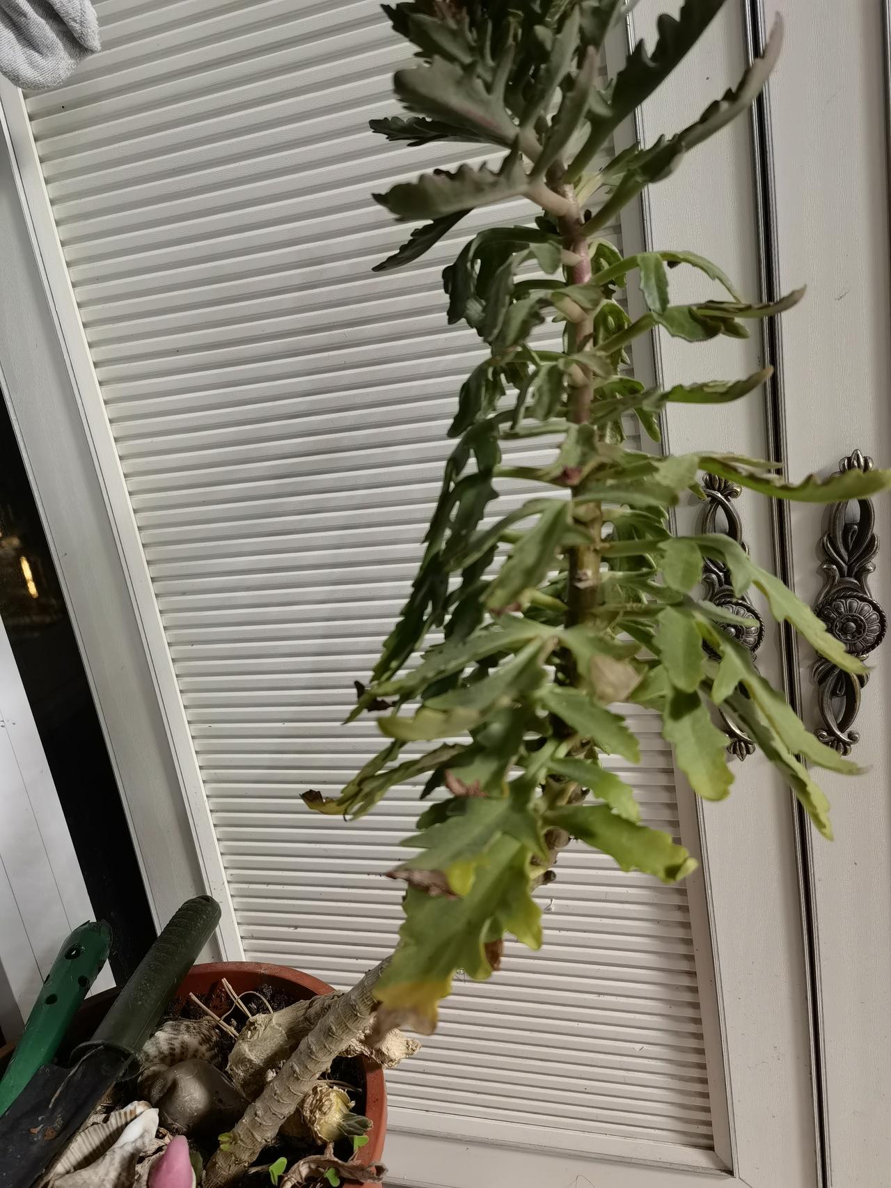 【求助！养了5年的“神秘植物”，求鉴定！】
各位懂绿植的朋友，麻烦帮我看看这到底