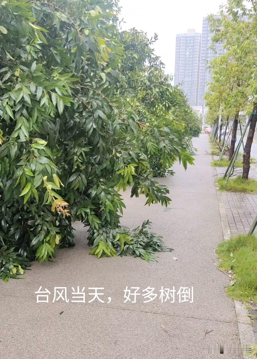 大亚湾现在的效率还是不错的，相较以前人们常说的诟病，如今已经大大地改善。
   