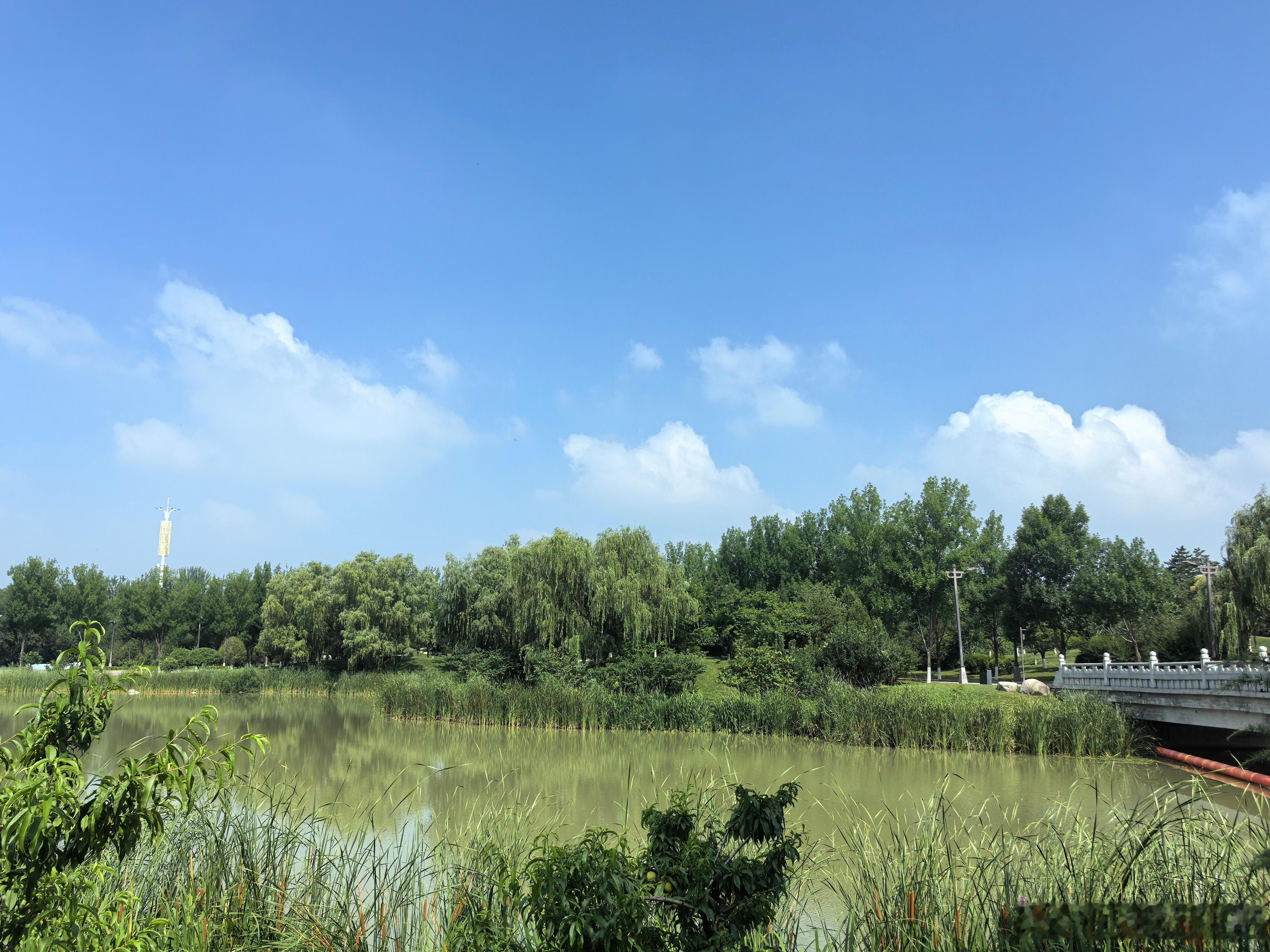 身边的风景  荣儿的日常 夏至临，昼渐长，草木繁荫🌿☁️云浮碧空，水映青芦，繁