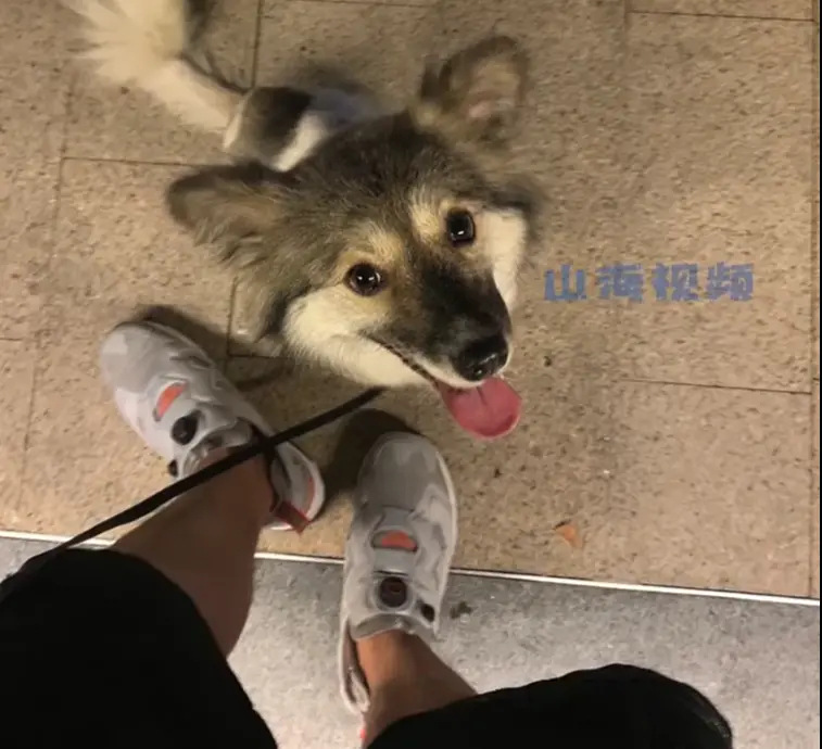 【，狗狗飞奔10公里去公司找主人】浙江宁波，狗狗因为思念主人便偷偷从家跑10公里