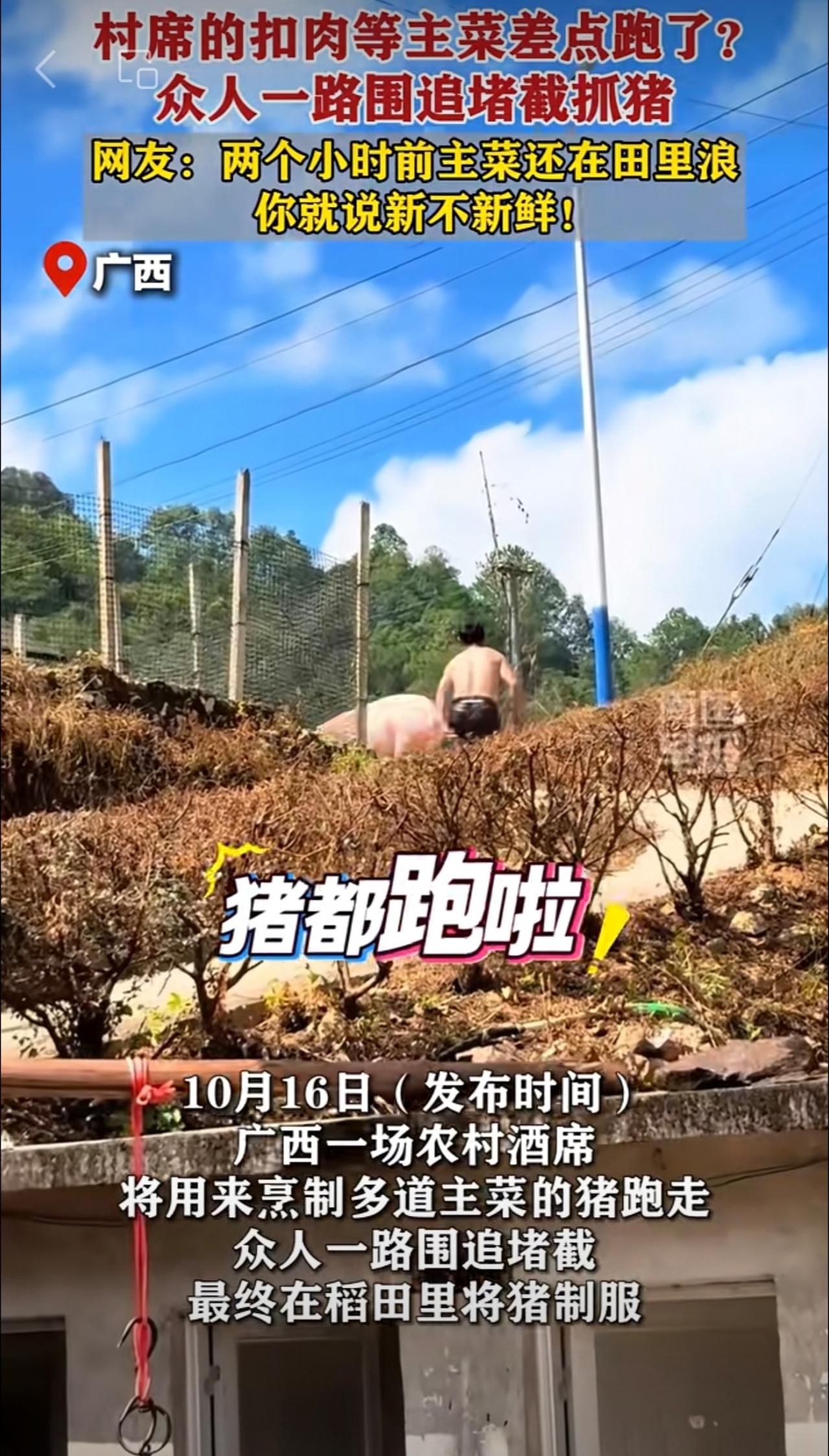村席的扣肉等主菜差点跑了？众人一路围追堵截抓猪。网友：两个小时前主菜还在田里浪，