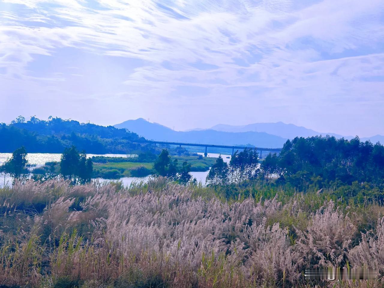 九龙江西溪芦苇荡
河提边上的美景 水边儿美景 九龙江西溪风光