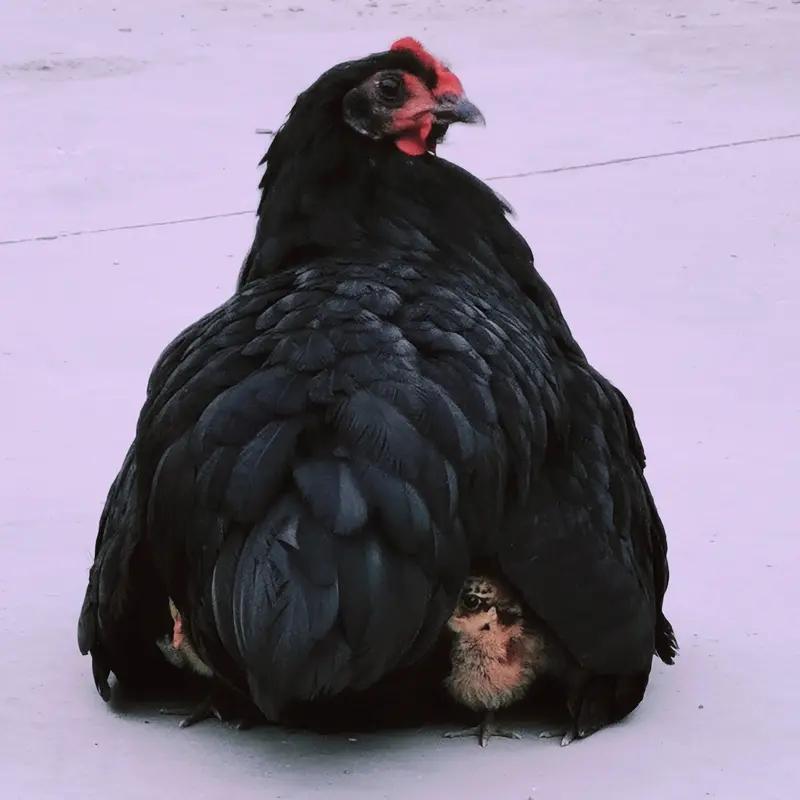 形容母亲的伟大，“谁言寸草心，报得三春晖”这句诗再合适不过。唐代诗人孟郊一生清贫