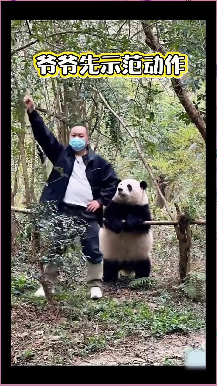爷爷先示范动作，花花学会啦！猪八花摇得好卖力。