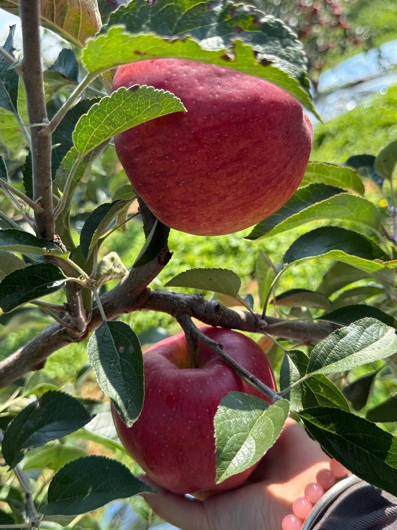云南昭通美食，红露苹果🍎早秋第一口冰糖心！脆甜爆汁
每年等的昭通红露早熟苹果终