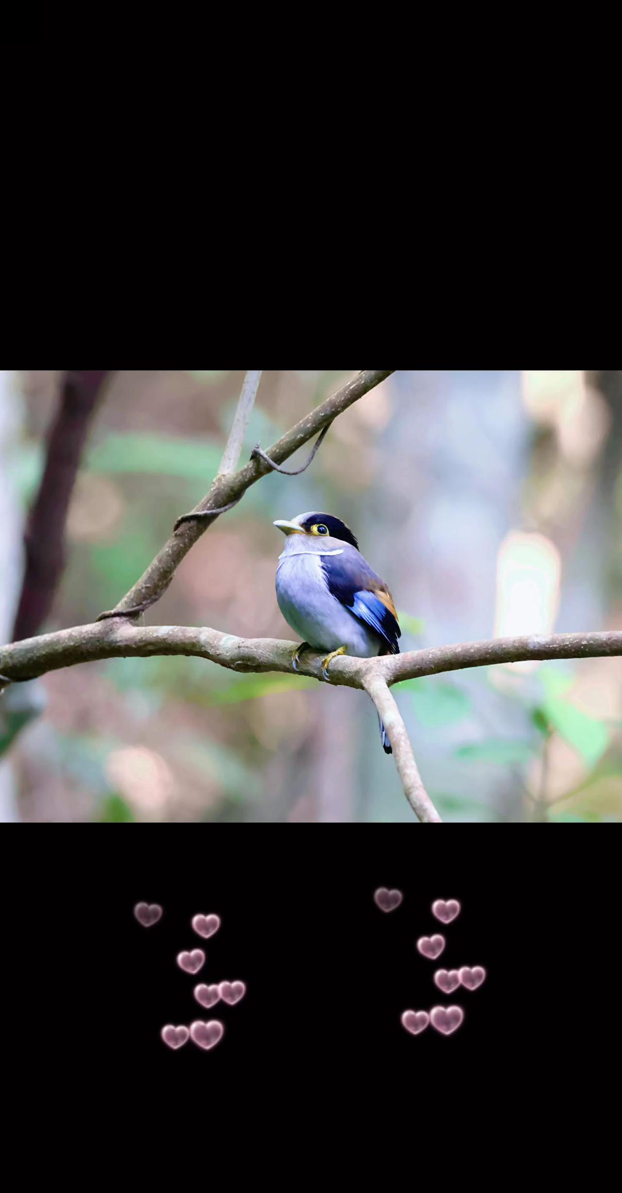 树枝上的小鸟，静静地享受着属于它的时光。🐦🌿 自然之美野生鸟类摄影 万物皆有