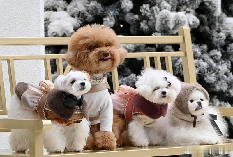 主人吵架狗狗心碎！研究发现：毛孩子会主动安慰弱势家庭成员海外新鲜事 狗狗不仅是家