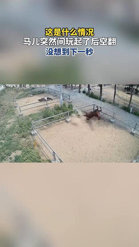 这是什么情况？马儿突然间玩起了后空翻，没想到下一秒。
5月16日(发布)。