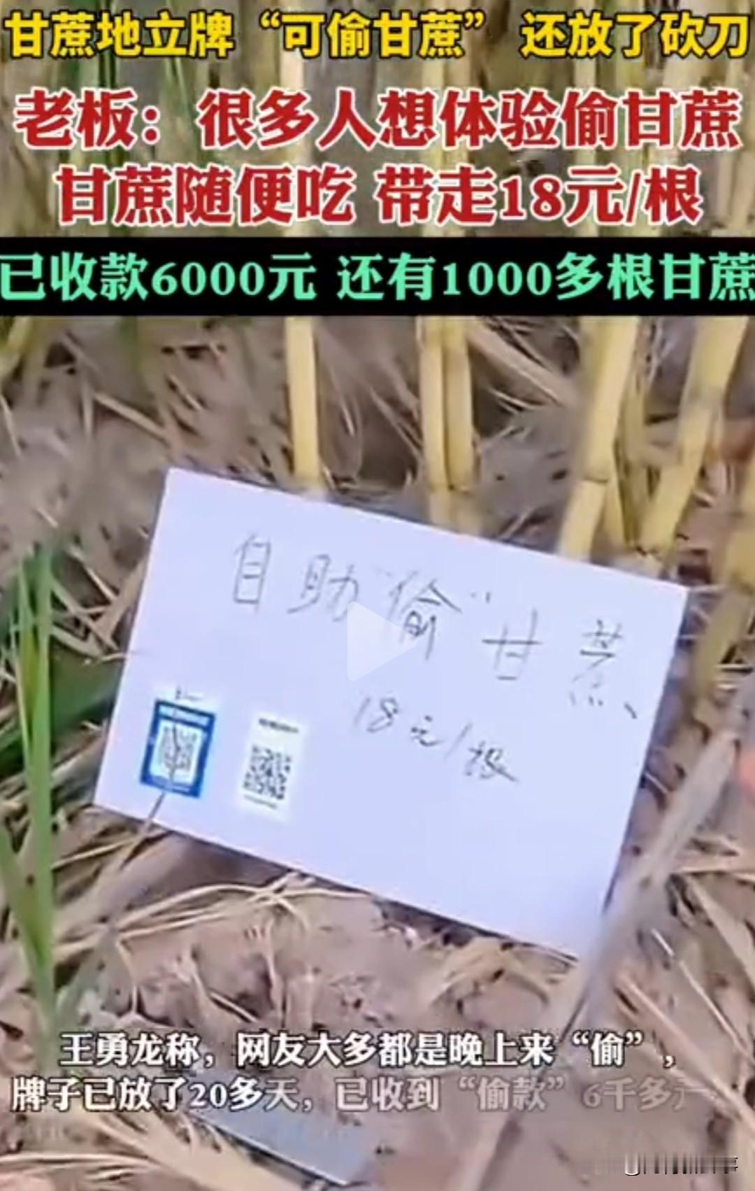 真没想到，浙江一位80后老板只是在甘蔗地旁立了块“可偷甘蔗”的牌子，结果20多天