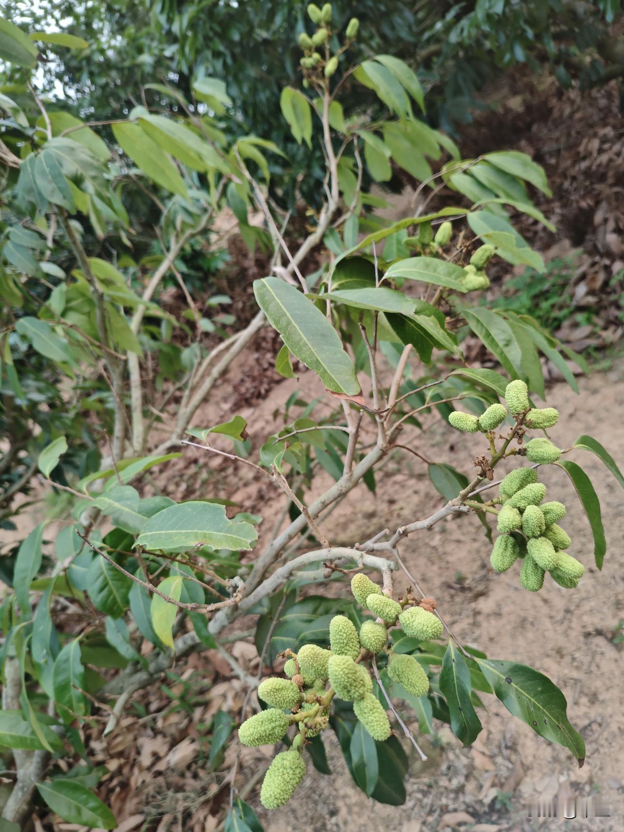 荔枝季深度观察:如何让每一颗红荔都吃得安心？
 
还有两个月左右，荔枝将批量上市