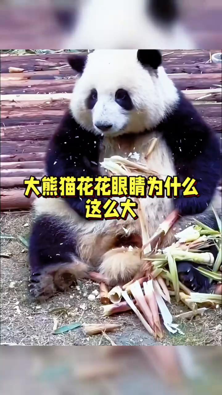 大熊猫花花眼睛为什么这么大？