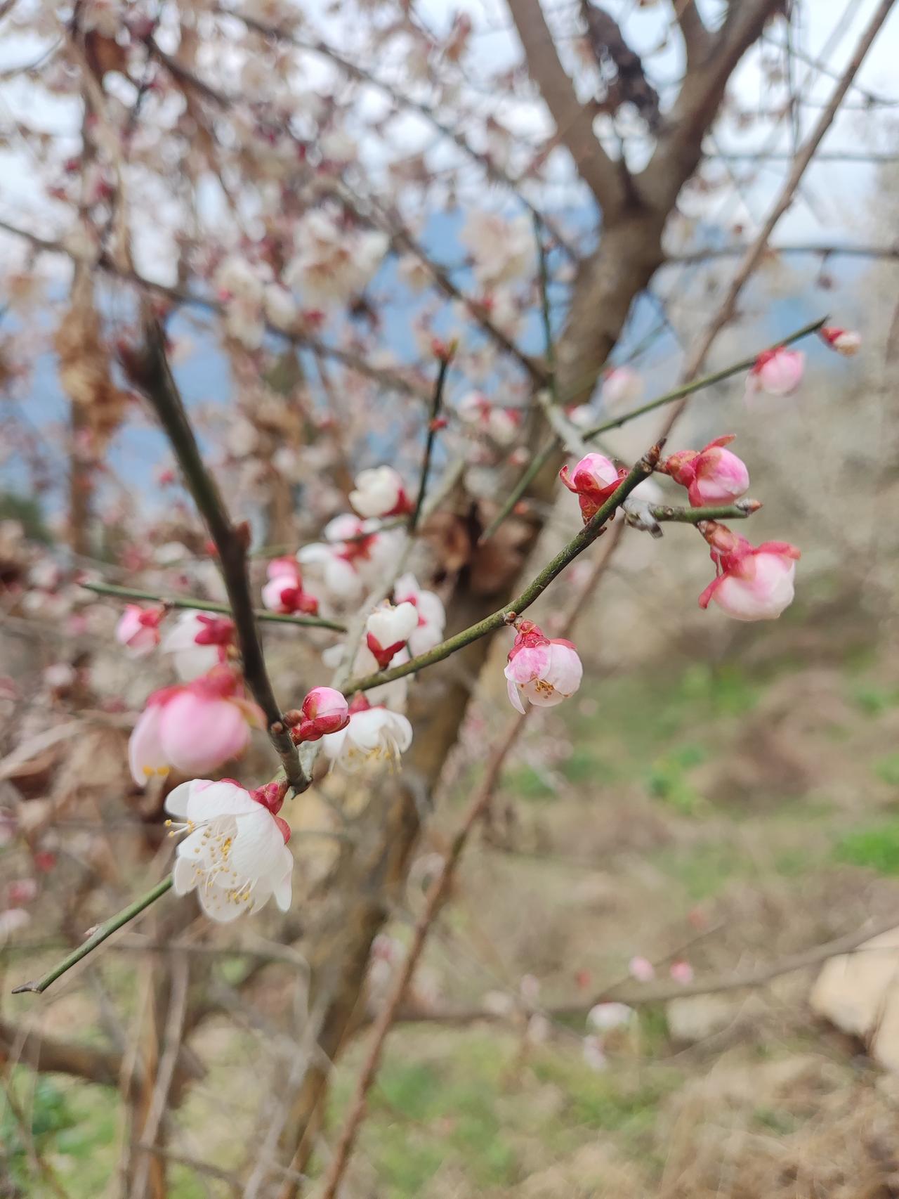 喜酒变“苦酒”：82万索赔背后的生命账单
2025年11月，攀枝花的一场婚礼本该