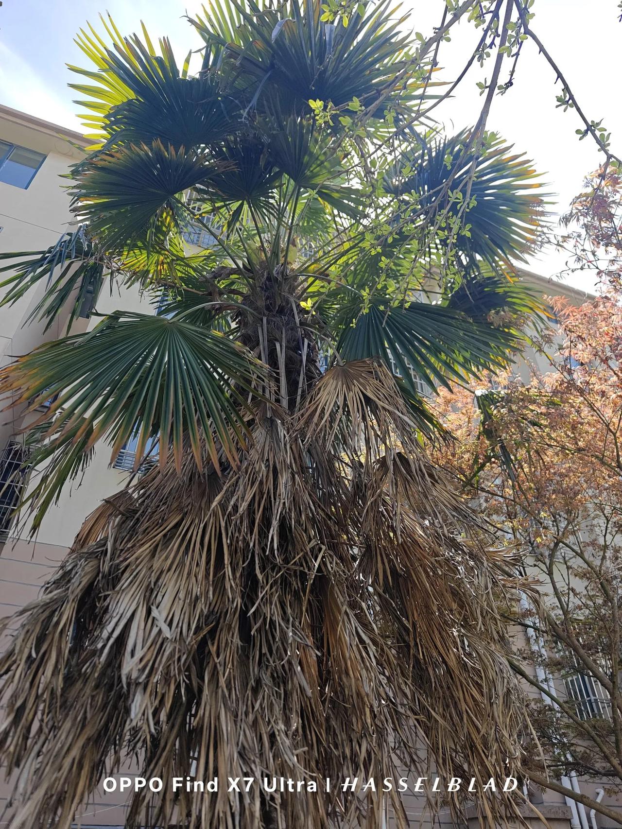 我喜欢这样的时光，暖阳下，柳枝依依，樱花粉丽。芭蕉老叶下垂，新叶渐绿。枫树正红，