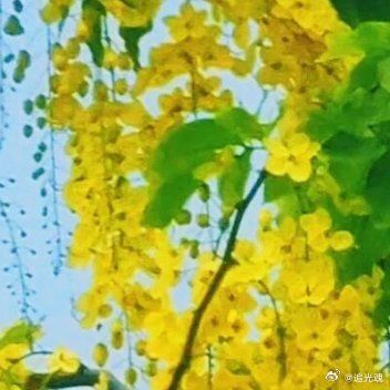 抬头，撞见满树垂落的金黄。绿叶间的花串，是风里轻晃的金色风铃。 ​​​