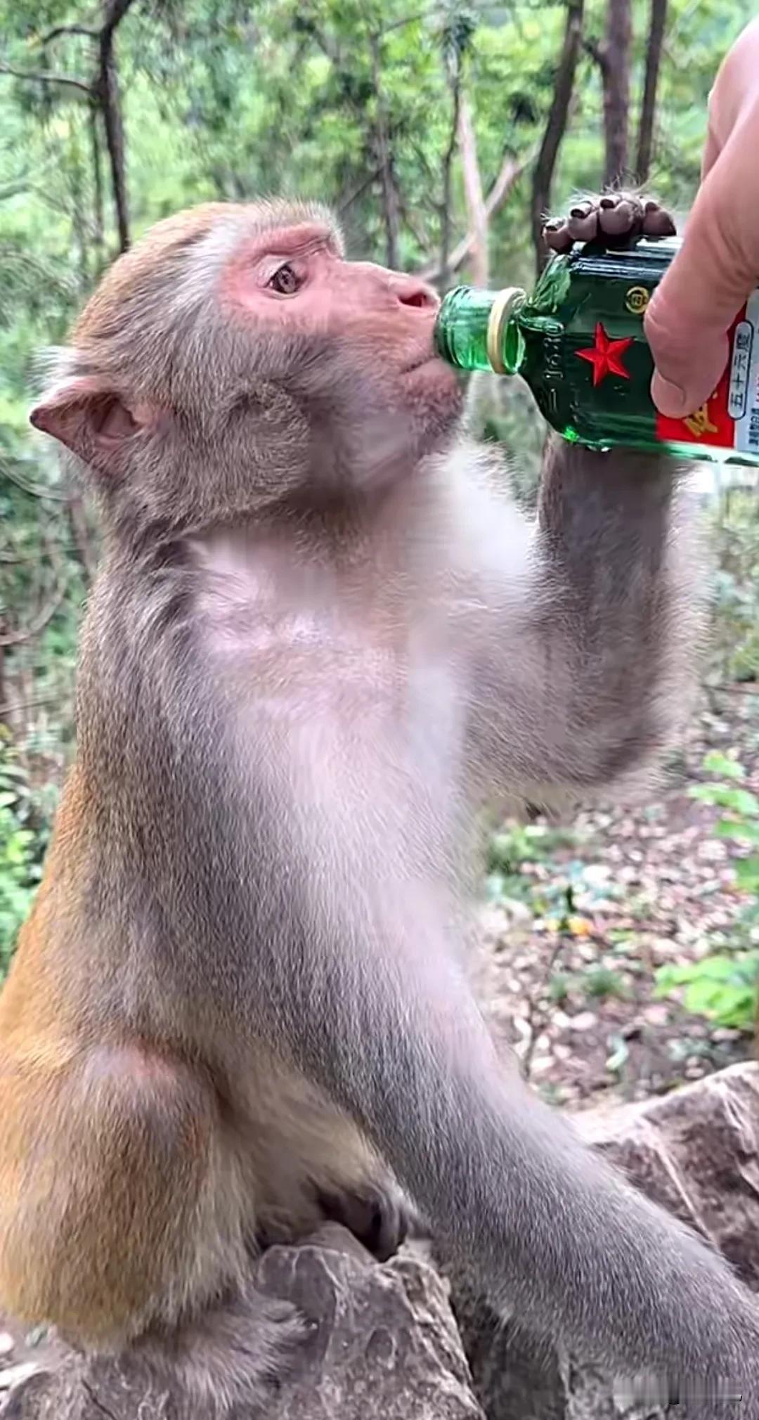 惊呆了！网友真是会玩，这一瓶56度红星二锅头下肚，猴哥怕不是要大闹天宫了吧？另外