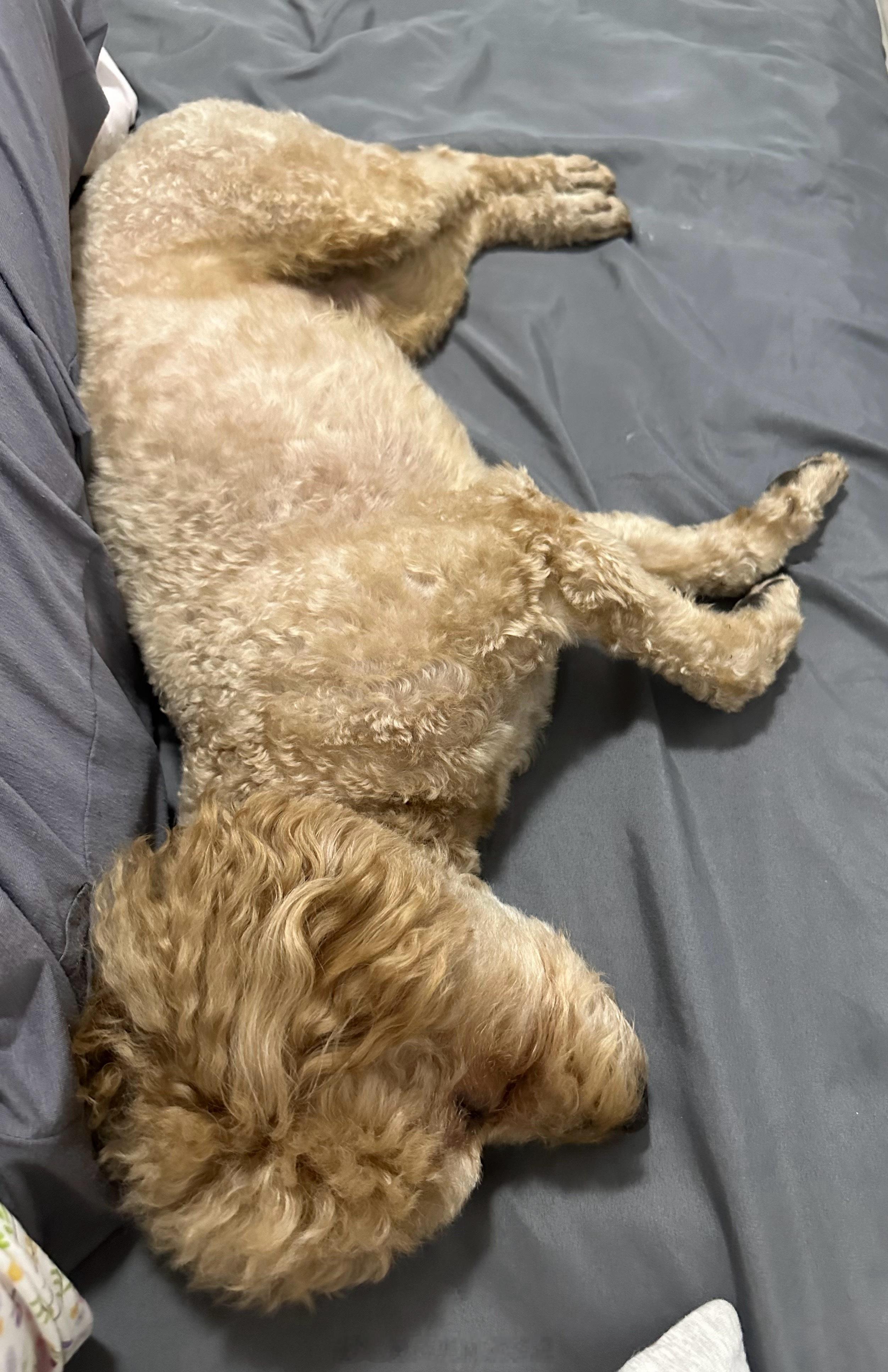 北京明起连续6天有雨得根据天气预报去遛狗了 目前可可🐶在睡觉，看我用豆包给我俩
