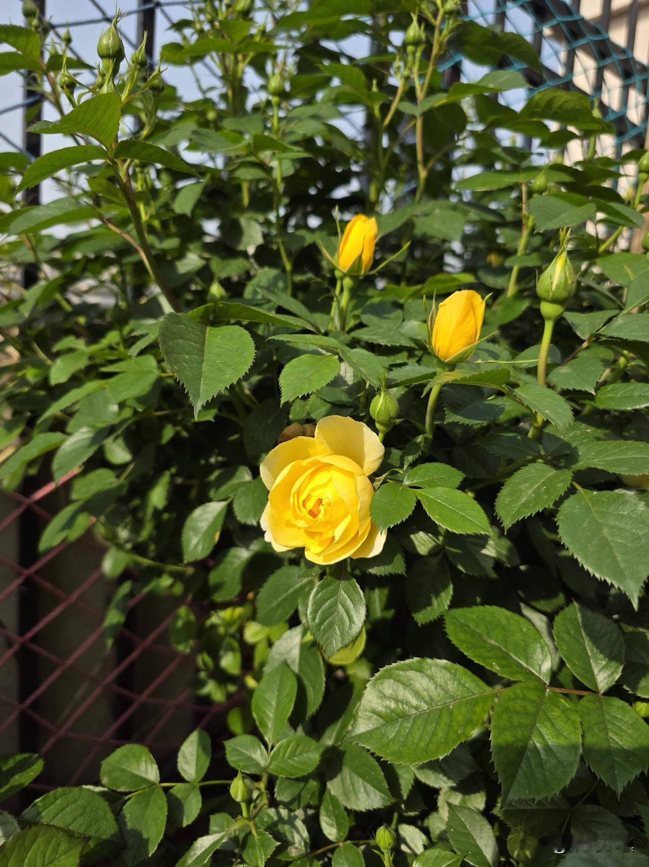 刚才学了一句豫剧台词，很动心——

论吃还是家常饭
论穿还是粗布衣
家常饭，粗布