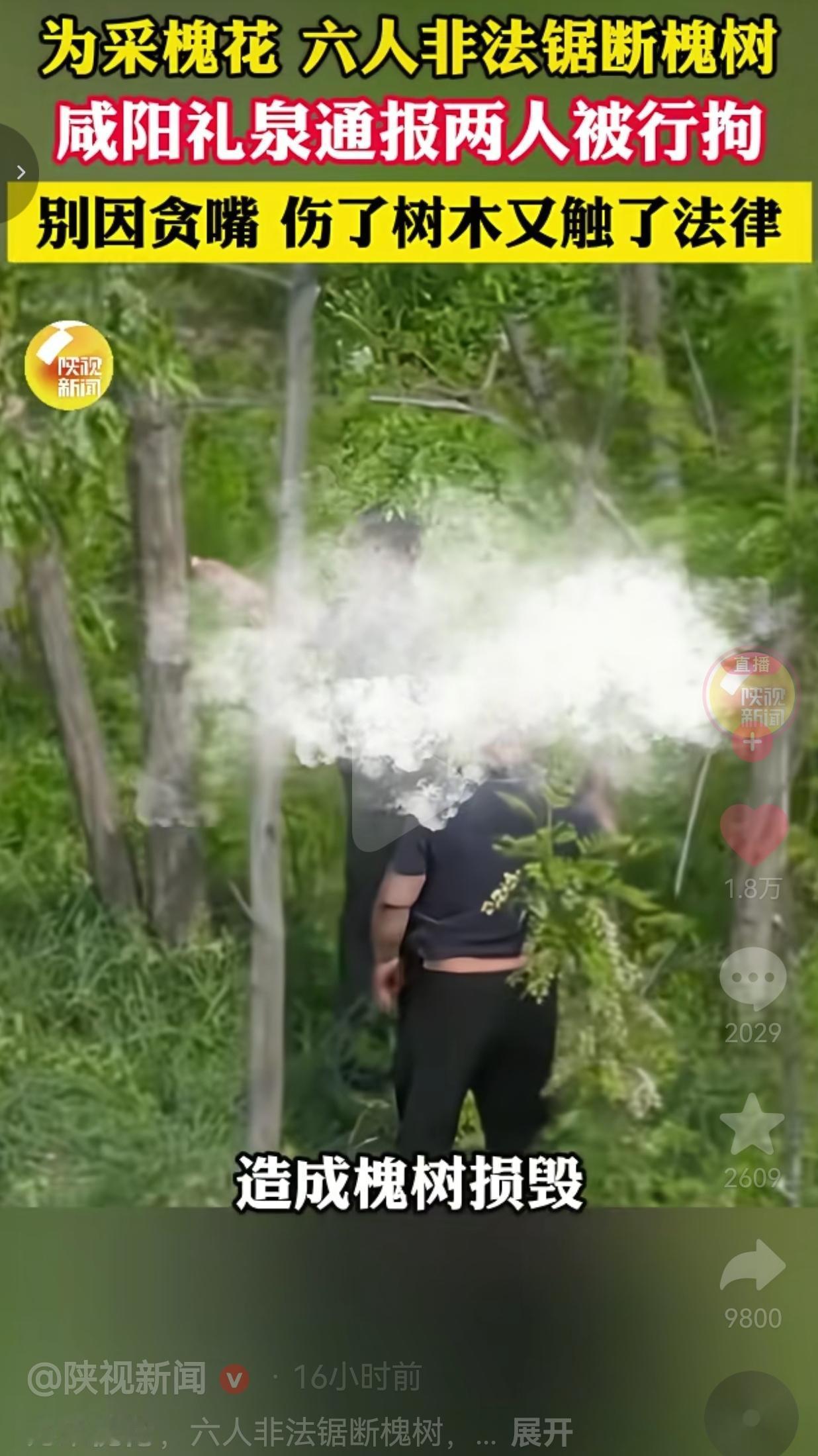 为了一口槐花，6个人直接把树锯断，2人被行拘！这事真的太离谱了！
 
4月29号