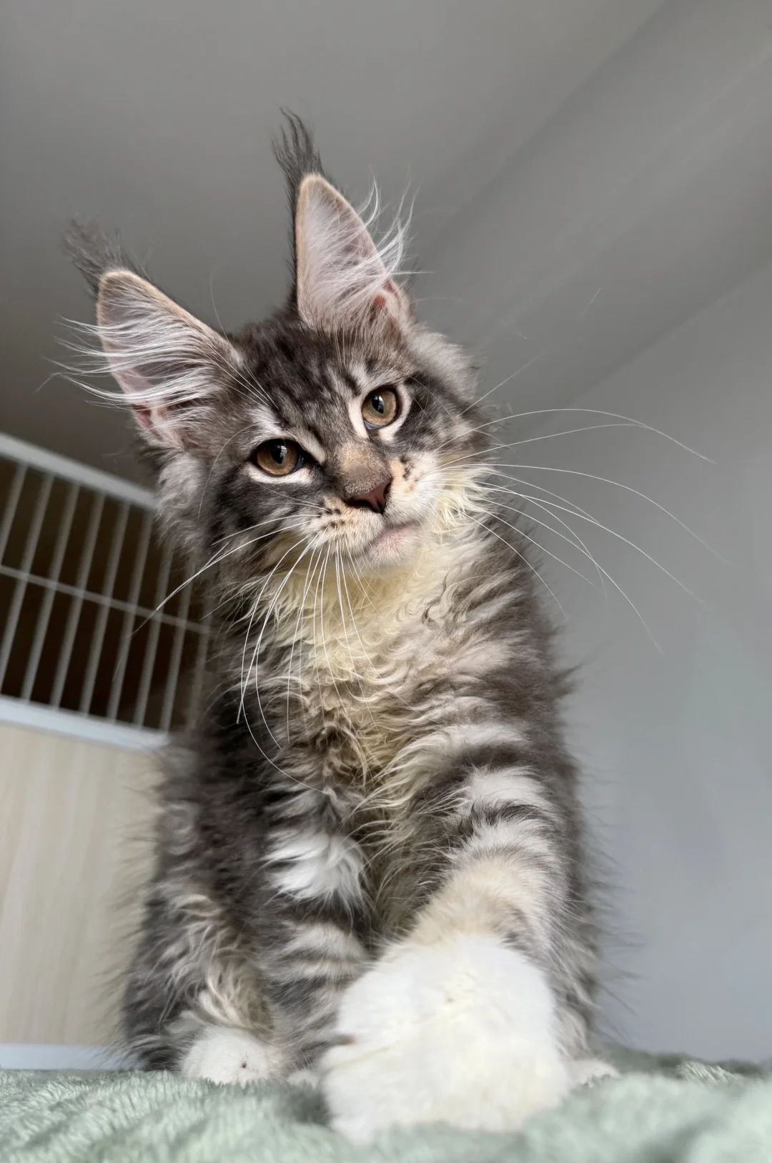 缅因｜蓝虎加白缅因弟弟 （蹲新家