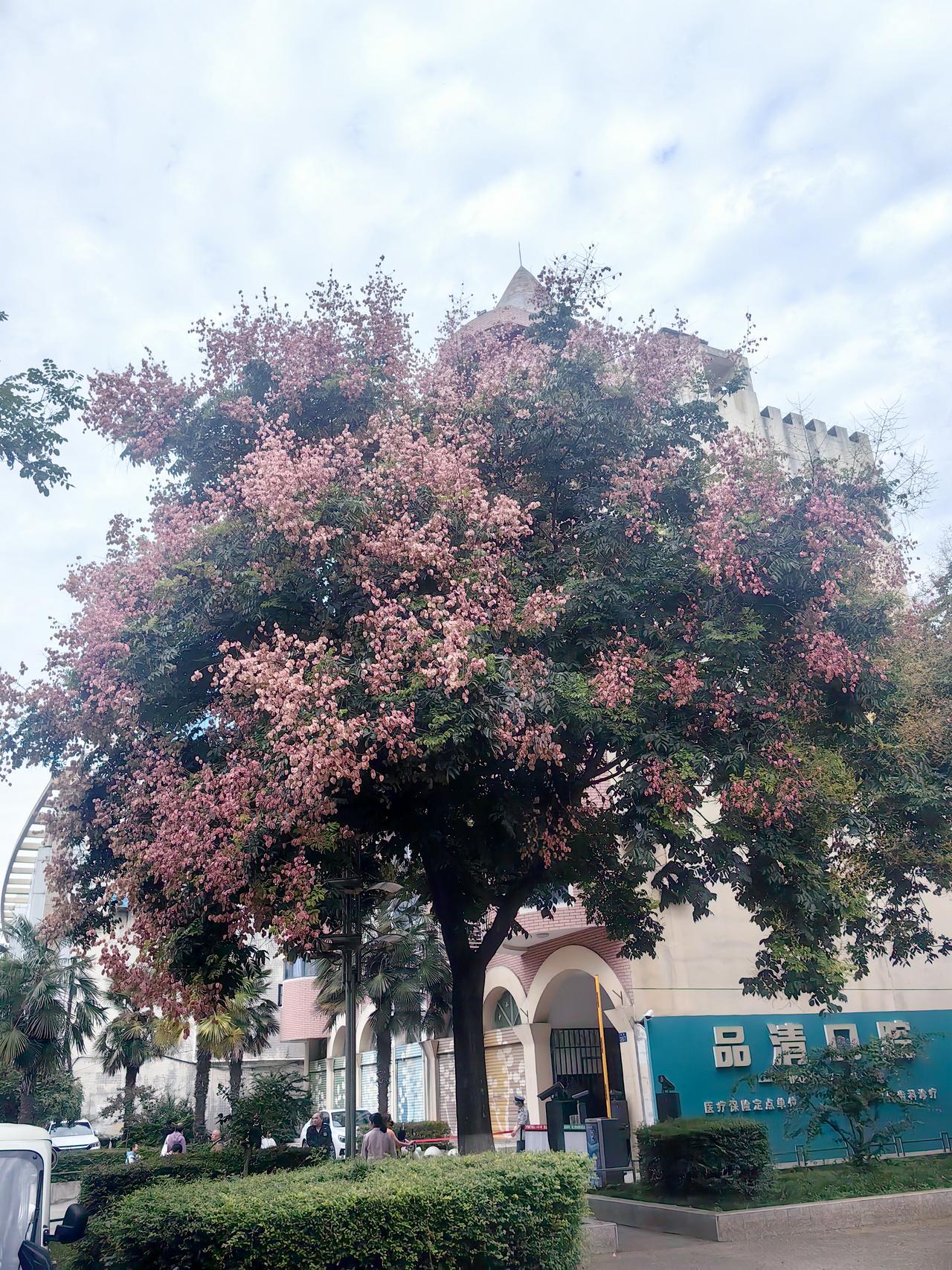 一边开花一边结果，把自己开成秋天最美的风景

每年秋天的时候，我走在古城西安的公