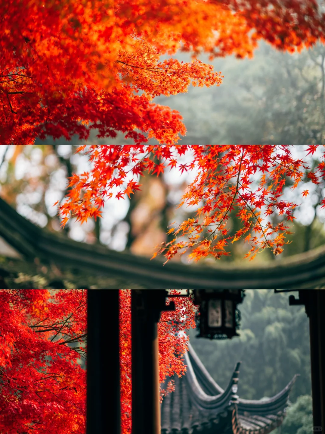 亭林园的枫叶🍁美成顶流了