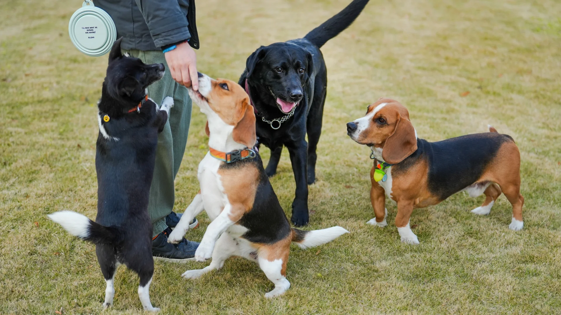 布鲁酱：今天是皮大哥跟图大爷的友情见证日